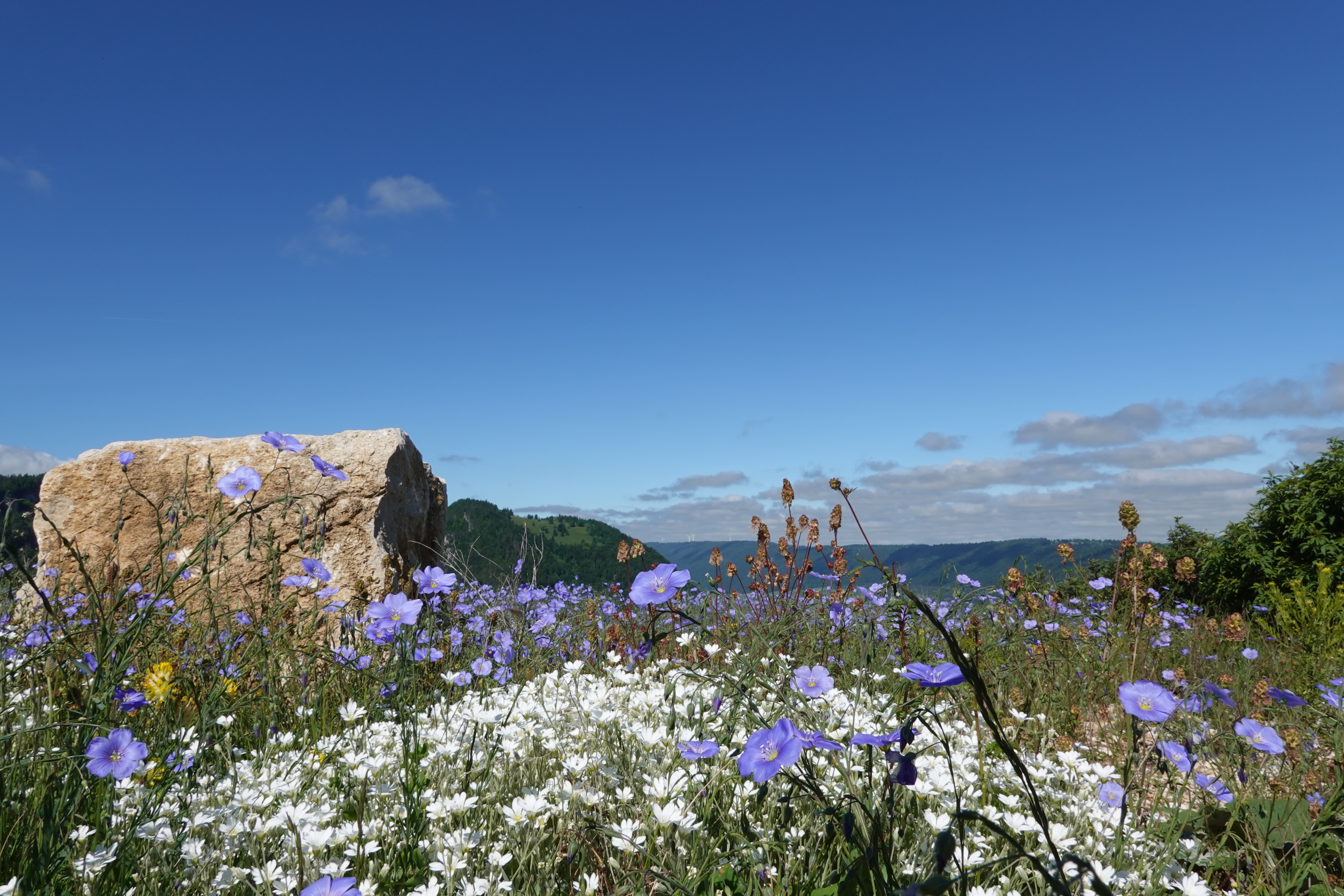 Förderung der Biodiversität