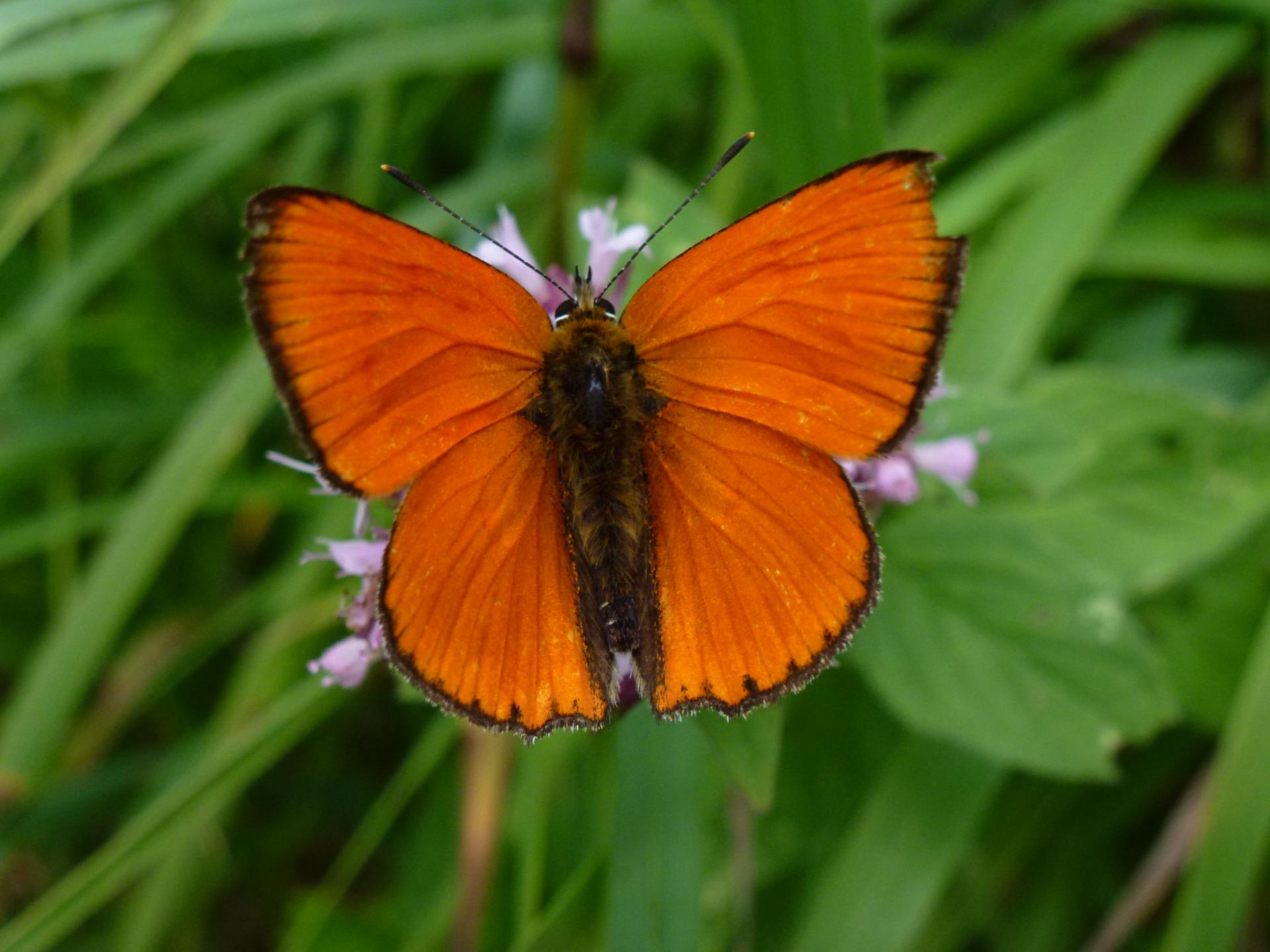 Schmetterling Biodiversität